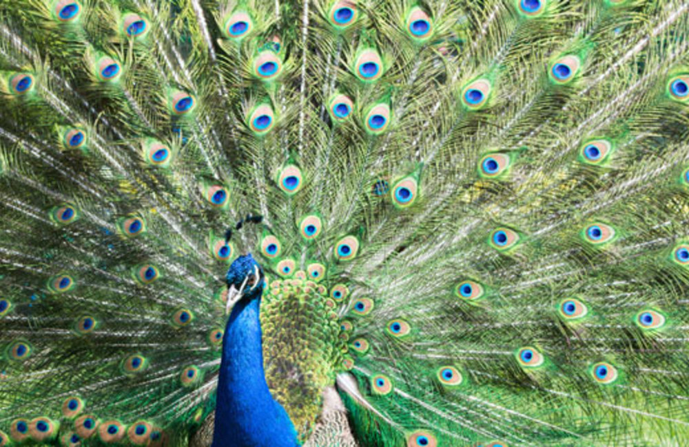 Peacock Plumage Sm